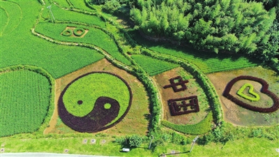 3双桂湖国家湿地公园，形状各异、创意十足的彩色“稻田画”，让人眼前一亮。记者 郑君兴 摄