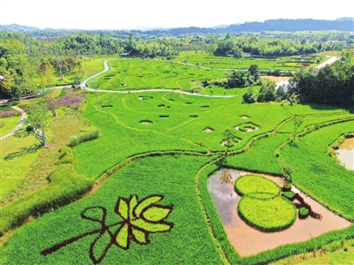 2双桂湖国家湿地公园，彩色“稻田画”迎来最佳观赏期。记者 郑君兴 摄