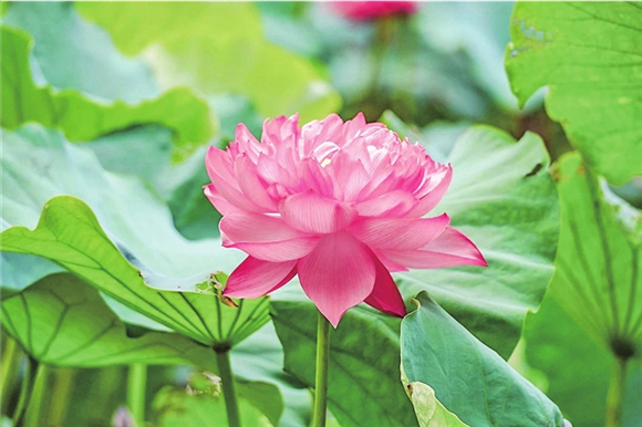 Lotus flowers are in full bloom in Chongqing Garden Expo Park. (Photo provided by the interviewee)