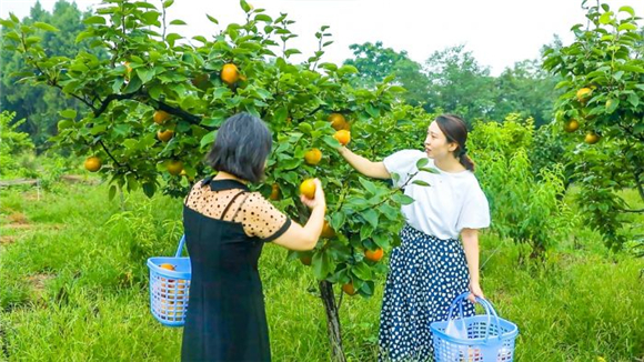 1游客在果园采摘密梨。记者 徐明鸣 王浪 摄