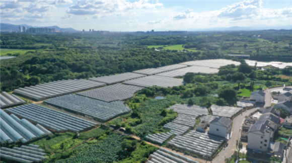 这是位于江西省南昌市新建区金桥乡的葡萄种植园一景（7月27日摄，无人机照片）。新华社记者 彭昭之 摄