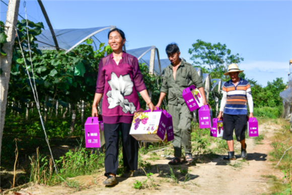 在江西省南昌市新建区金桥乡的葡萄种植园，农户准备把葡萄装运外销（7月27日摄）。新华社记者 彭昭之 摄