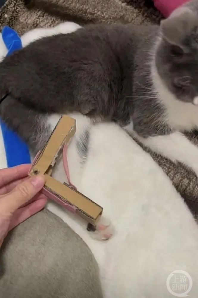 主人陪自家“三脚猫”拍照感动网友,曾专为猫咪设计假肢2