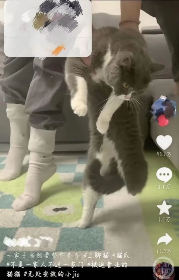 主人陪自家“三脚猫”拍照感动网友,曾专为猫咪设计假肢1