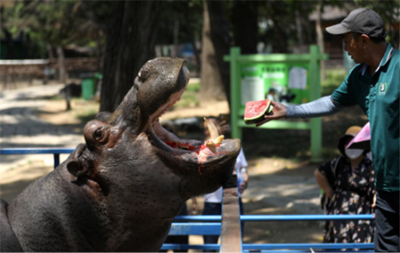 7月1日，鞍山市动物园的饲养员给河马“欢欢”喂食西瓜。新华社记者 姚剑锋 摄