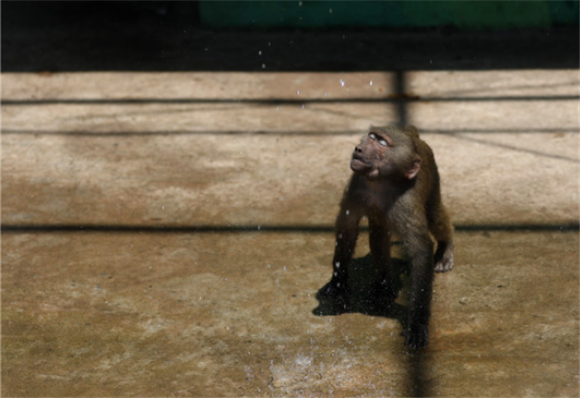 7月1日，鞍山市动物园的一只小猴享受喷水的惬意。新华社记者 姚剑锋 摄