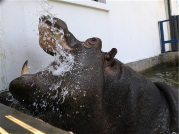 7月1日，河马“欢欢”在鞍山市动物园里冲水纳凉。新华社记者 姚剑锋 摄