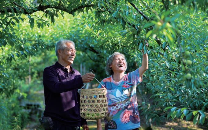 陈孝良夫妇在采摘早熟的蜂糖李。 记者 熊伟 摄