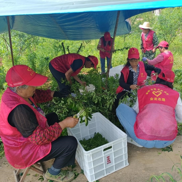 志愿者们正在助农摘花椒。塘坊镇供图 华龙网发