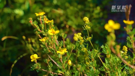 新疆阿勒泰：夏日野卡峡 绿草茵茵水潺潺1