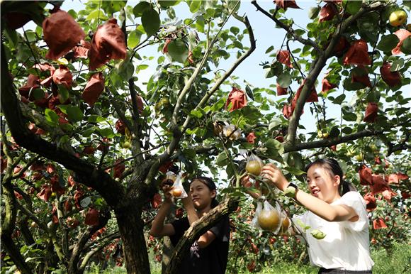 小朋友们在梨园里采摘梨子。通讯员 陈仕川 摄