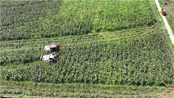 机耕手驾驶收割机在千亩糯高粱基地收割高粱。通讯员 陈仕川 摄