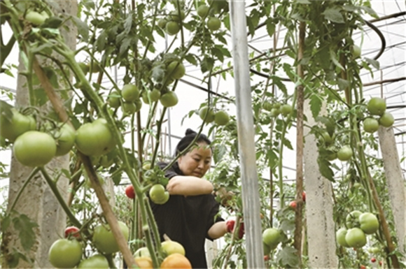工作人员正在基地采摘培育好的番茄。记者 陈芳 林晨 供图