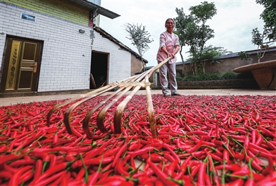 紫照镇大丘村，村民在晾晒火红的辣椒。
