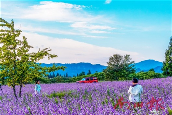 山王坪镇在玉簪花盛开的季节，总能吸引众多游客前来拍照打卡。瞿明斌 摄