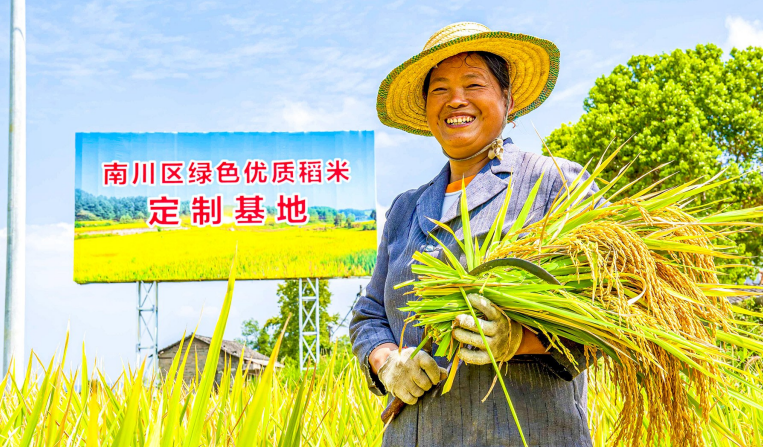 南川区绿色优质稻米定制基地。资料图