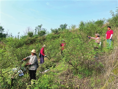 近日，星桥镇两路村，村民们在采摘花椒。记者 张晓庆 摄