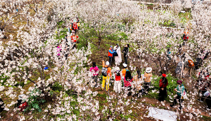 游客在樱桃花下漫步。资料图