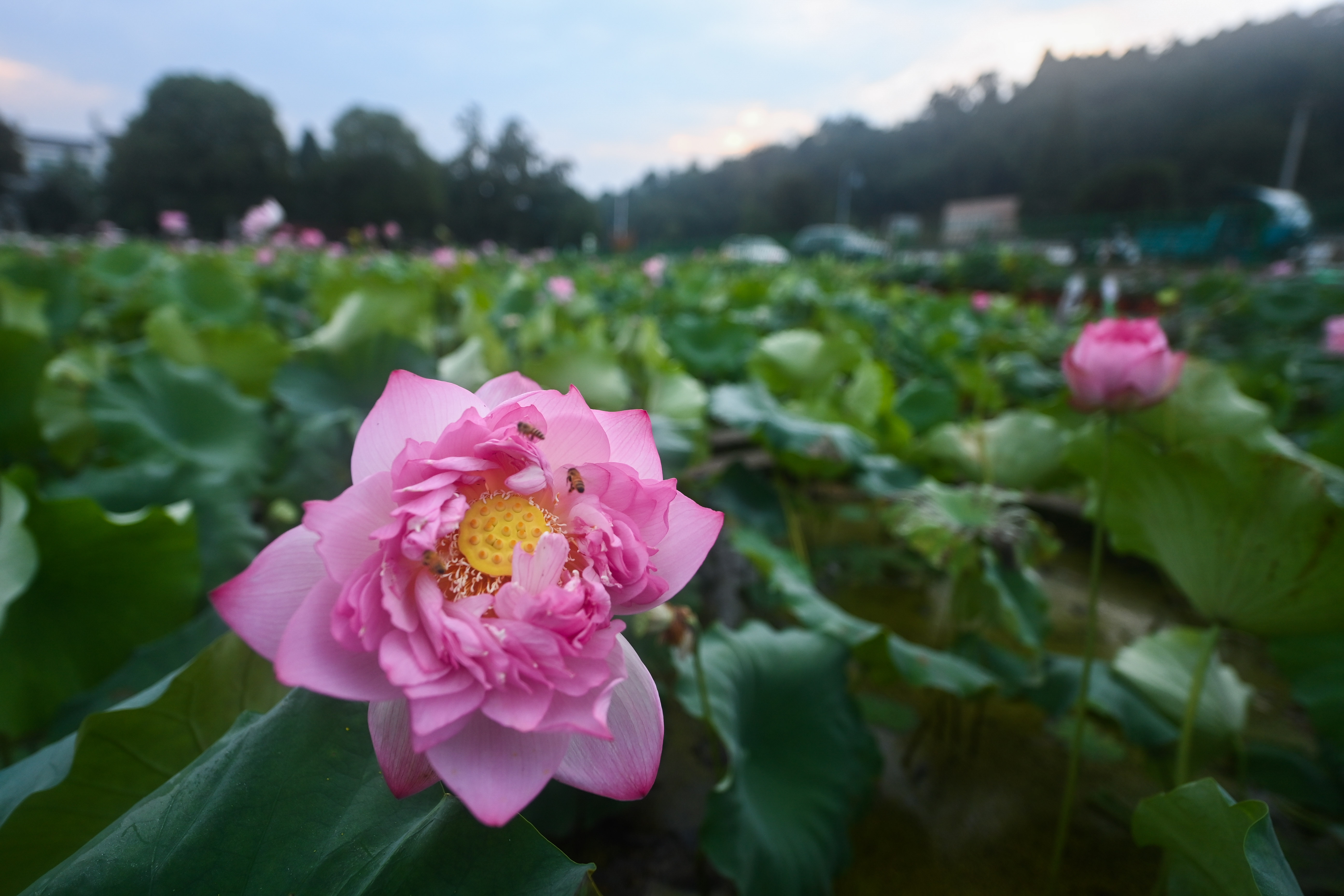 7日16时31分小暑：荷风送香气，竹露滴清响