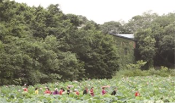 游客打卡荷香苑生态农业综合开发园。记者 廖健韬 摄