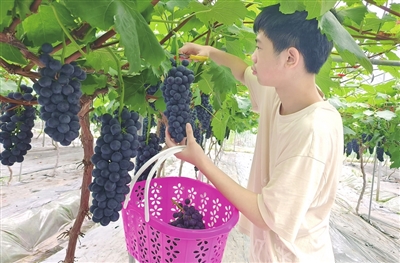 金带街道双桂村的葡萄园内，市民在采摘夏黑葡萄。记者 孙莎莎 摄
