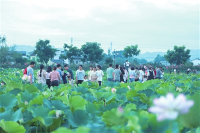 近日，“荷塘月色”小微湿地公园，吸引不少市民前往赏荷、游玩。记者 熊伟 摄