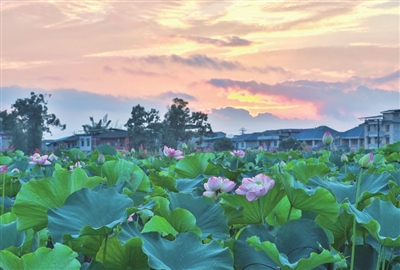 近日，夕阳掩映下的朵朵荷花迎风摇曳、风姿绰约。记者 熊伟 摄