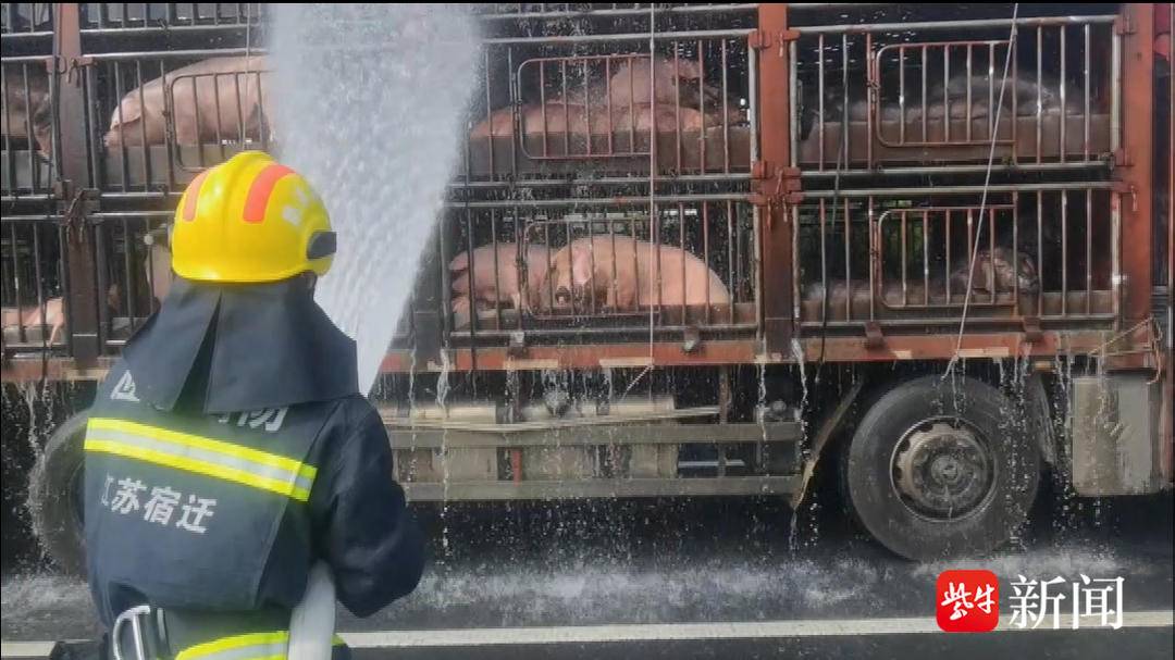 视频 |高速路上汽车自燃 “二师兄”被困，消防员灭火后主动给猪冲个澡3