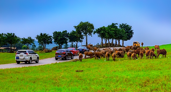 2.《羚羊当道》——自驾穿梭在广袤的非洲大草原