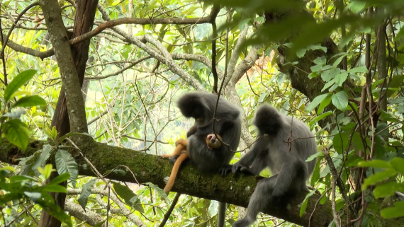 云南景东拍摄到国家一级保护动物印支灰叶猴1
