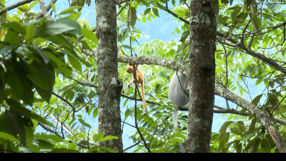 云南景东拍摄到国家一级保护动物印支灰叶猴2