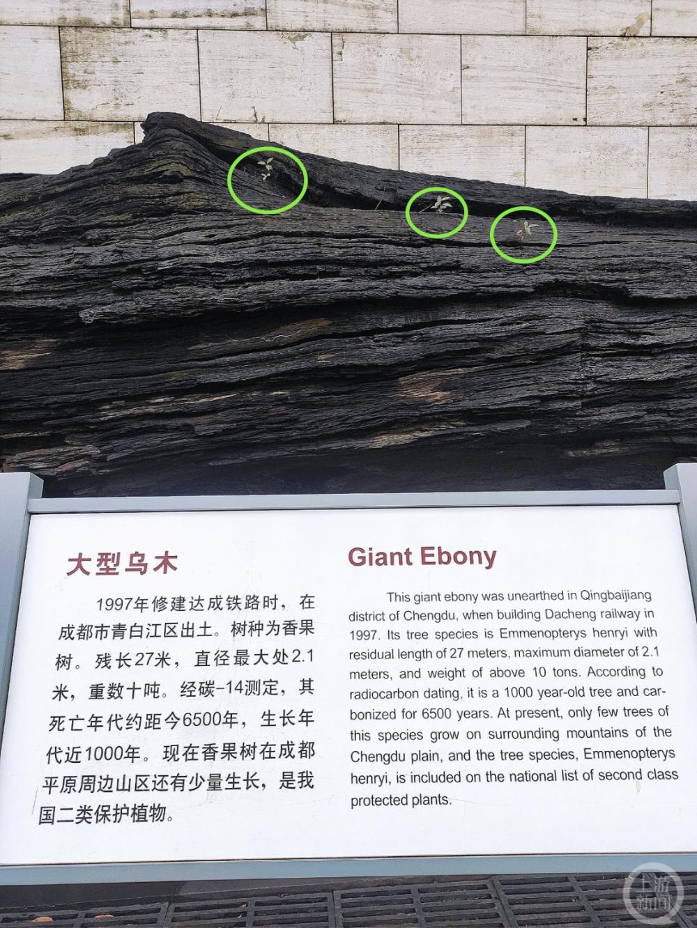 成都金沙博物馆千年乌木发芽了？专家：疑是鸟类排泄种子长出