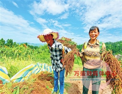 近日，村民抢抓农时收割高粱，确保颗粒归仓。记者 王泸州 摄