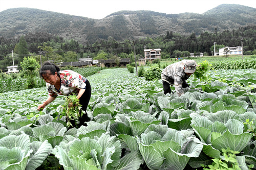 玉龙村群众在卷心菜基地除草。特约通讯员 隆太良 摄