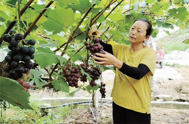 村民在采摘葡萄。彭水日报记者 冉江陵 摄