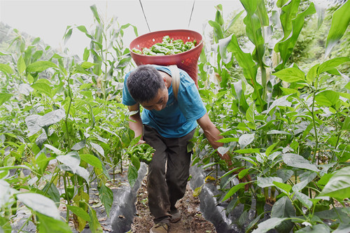 太平村村民在采摘菜辣椒。特约通讯员 隆太良 摄