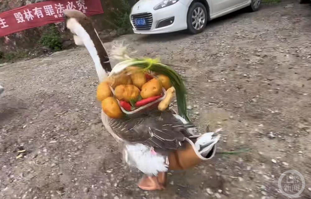 贵州女子养了两只“打工鹅”：取快递，背种子，还配合交警拍交通宣传视频3