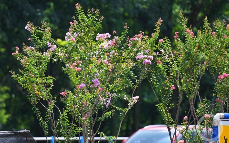 花有“百日红” 山城紫薇“超长待机”6