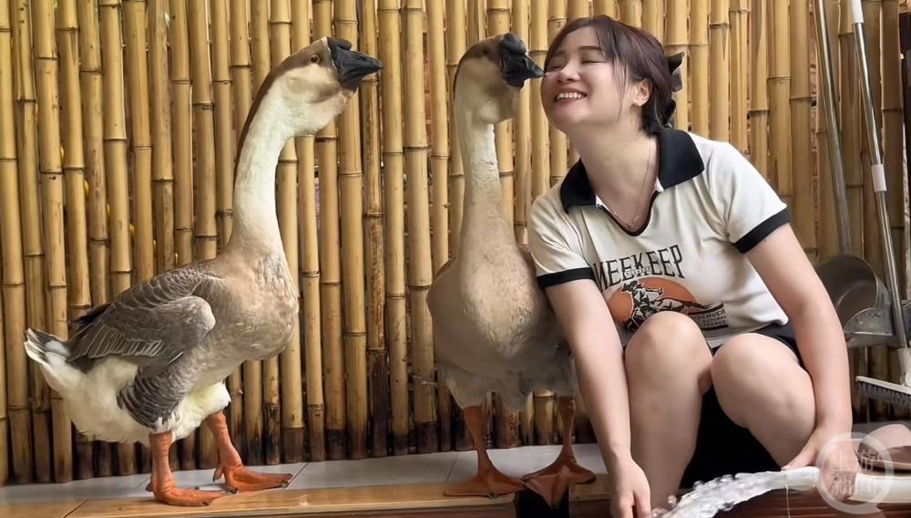 贵州女子养了两只“打工鹅”：取快递，背种子，还配合交警拍交通宣传视频6