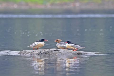 国家一级保护动物中华秋沙鸭飞临綦河江津段过冬。江华志 摄