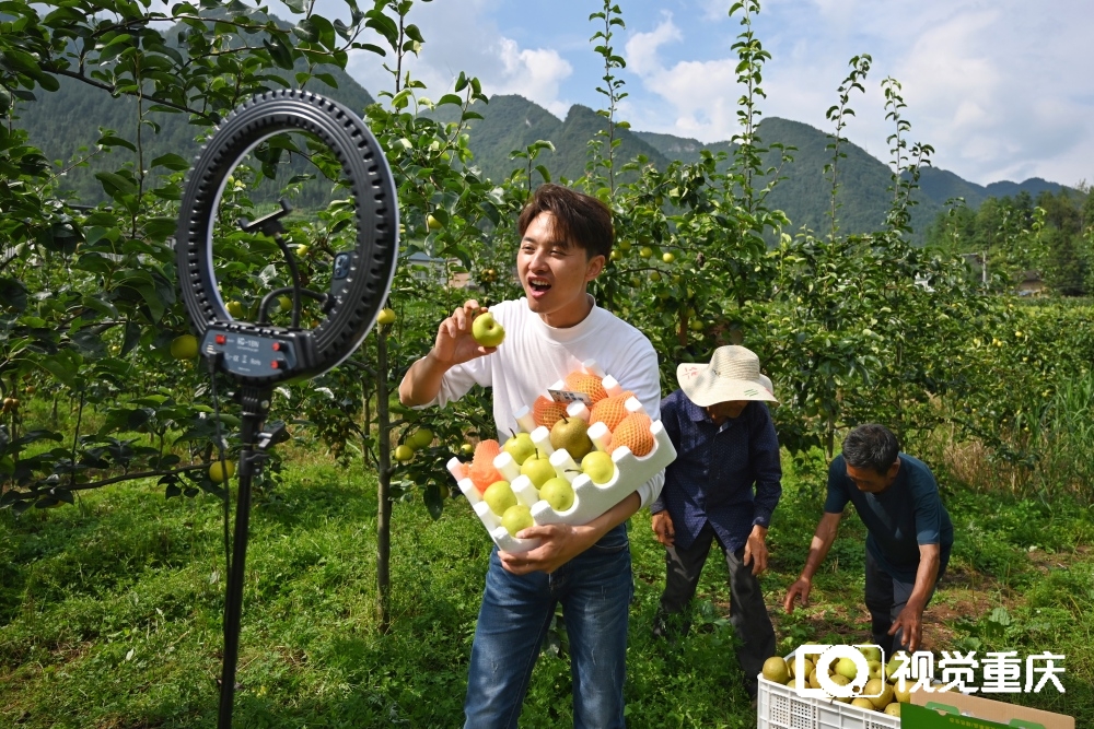 奉节：订单梨助农增收1