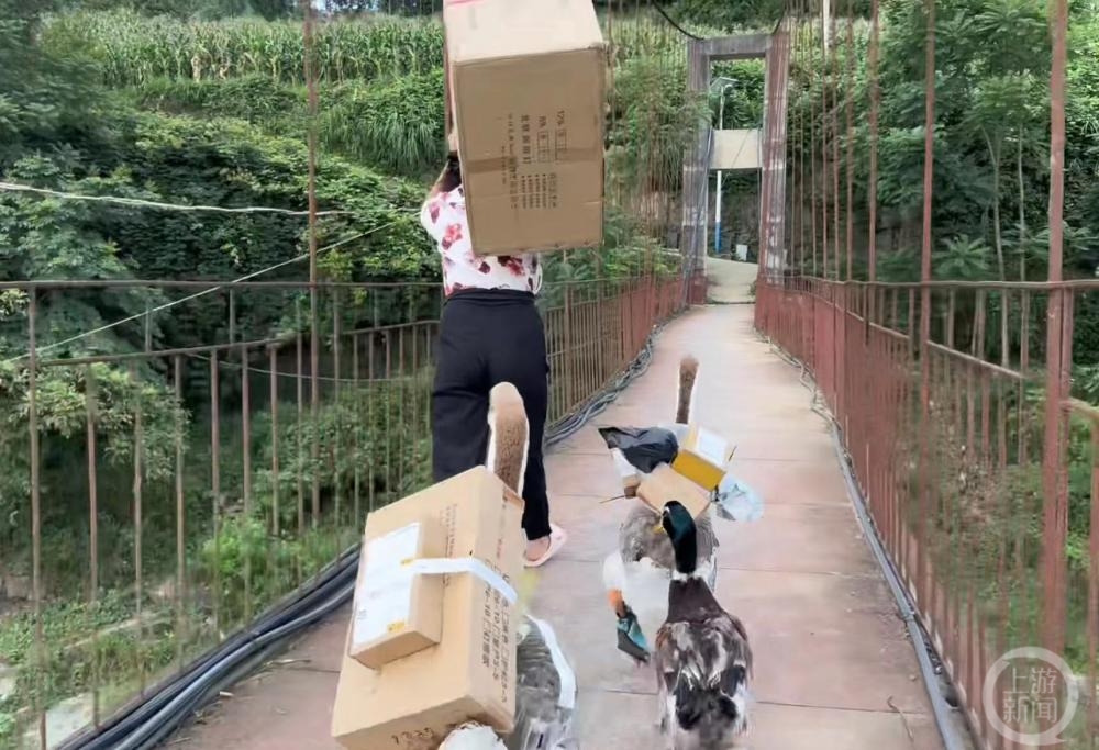 贵州女子养了两只“打工鹅”：取快递，背种子，还配合交警拍交通宣传视频2