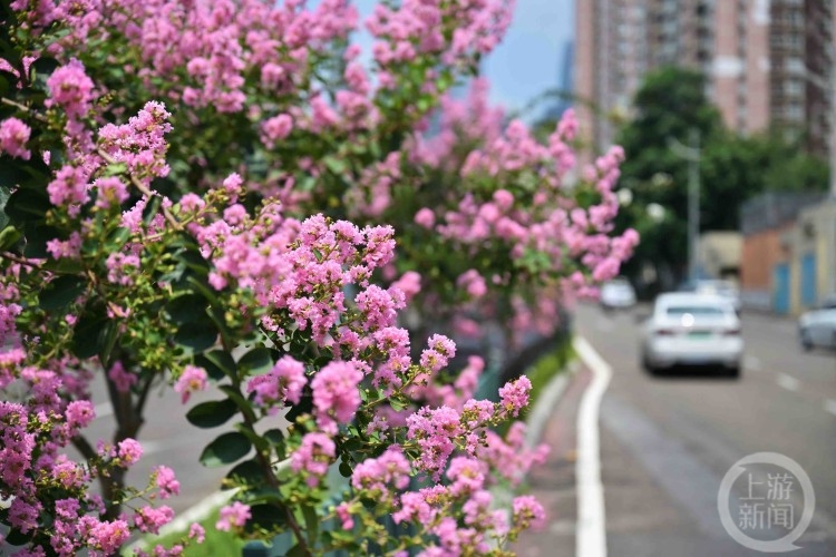 花有“百日红” 山城紫薇“超长待机”1