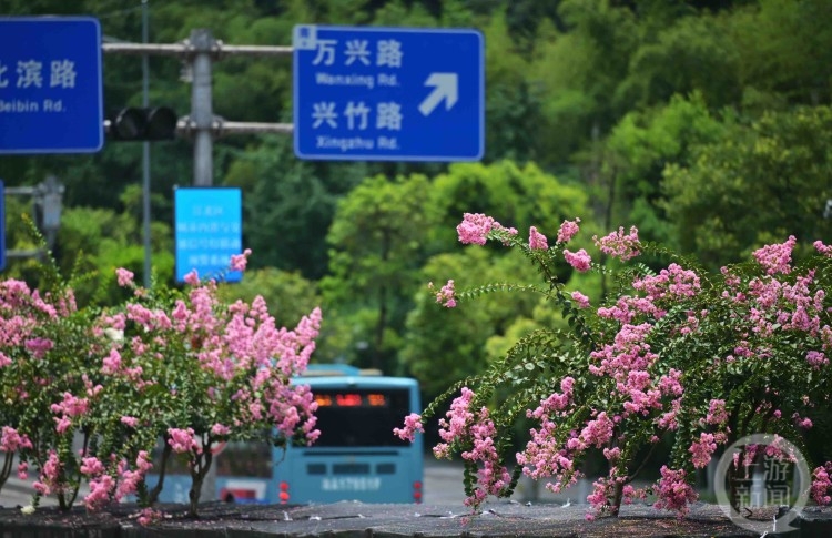 花有“百日红” 山城紫薇“超长待机”5