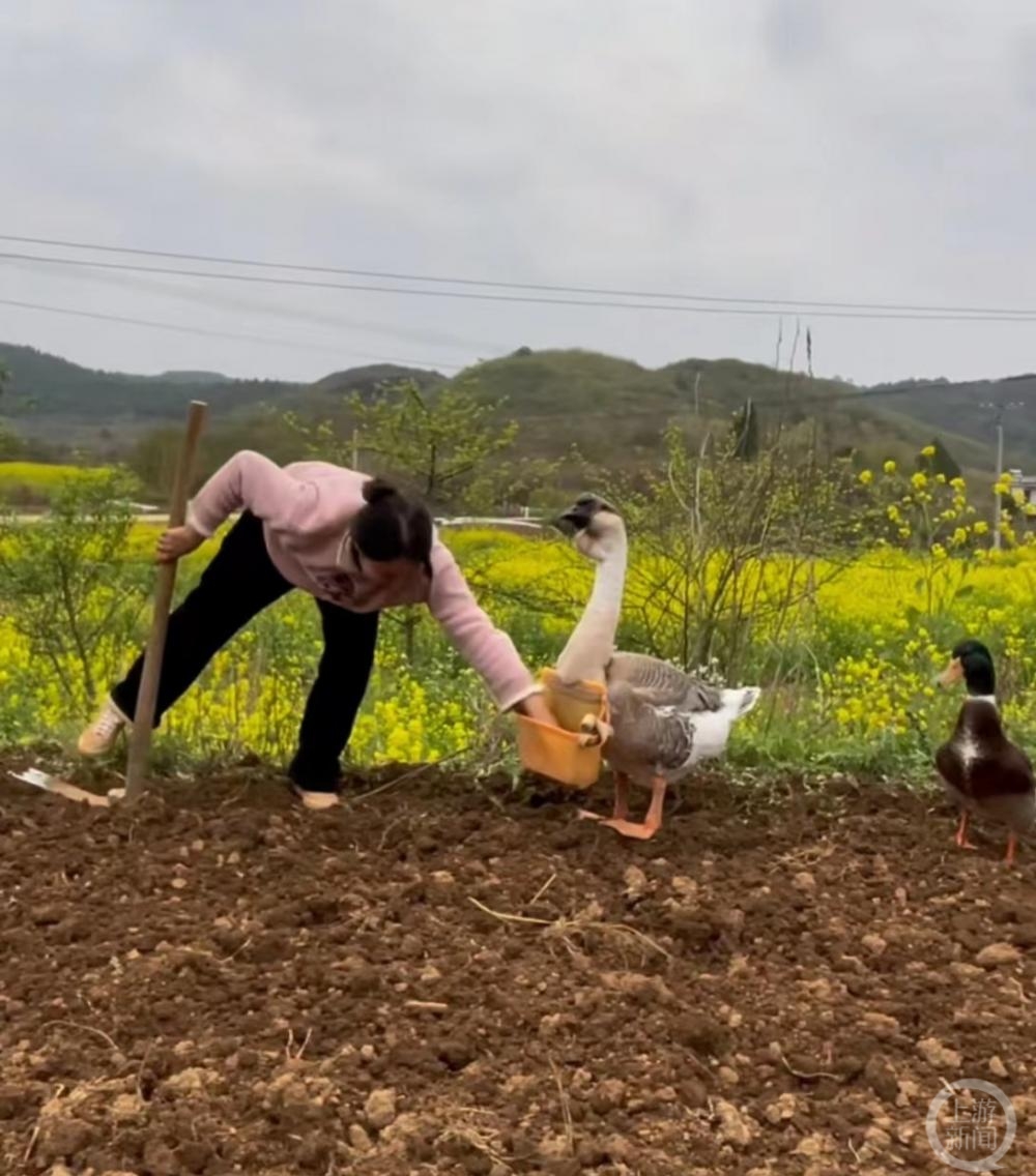 贵州女子养了两只“打工鹅”：取快递，背种子，还配合交警拍交通宣传视频4