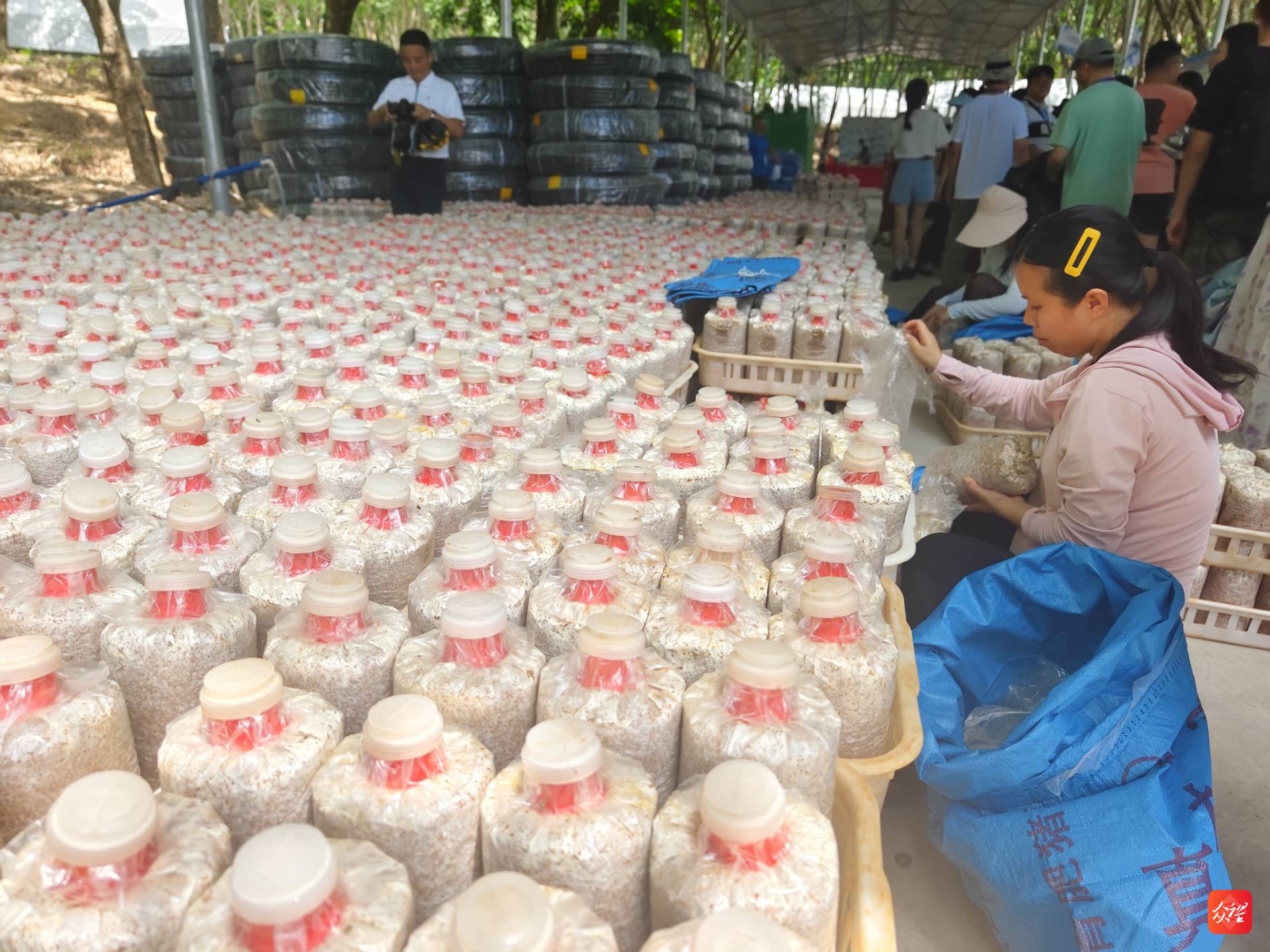 海南澄迈：橡胶林下种蘑菇 让群众“家门口”实现就业1