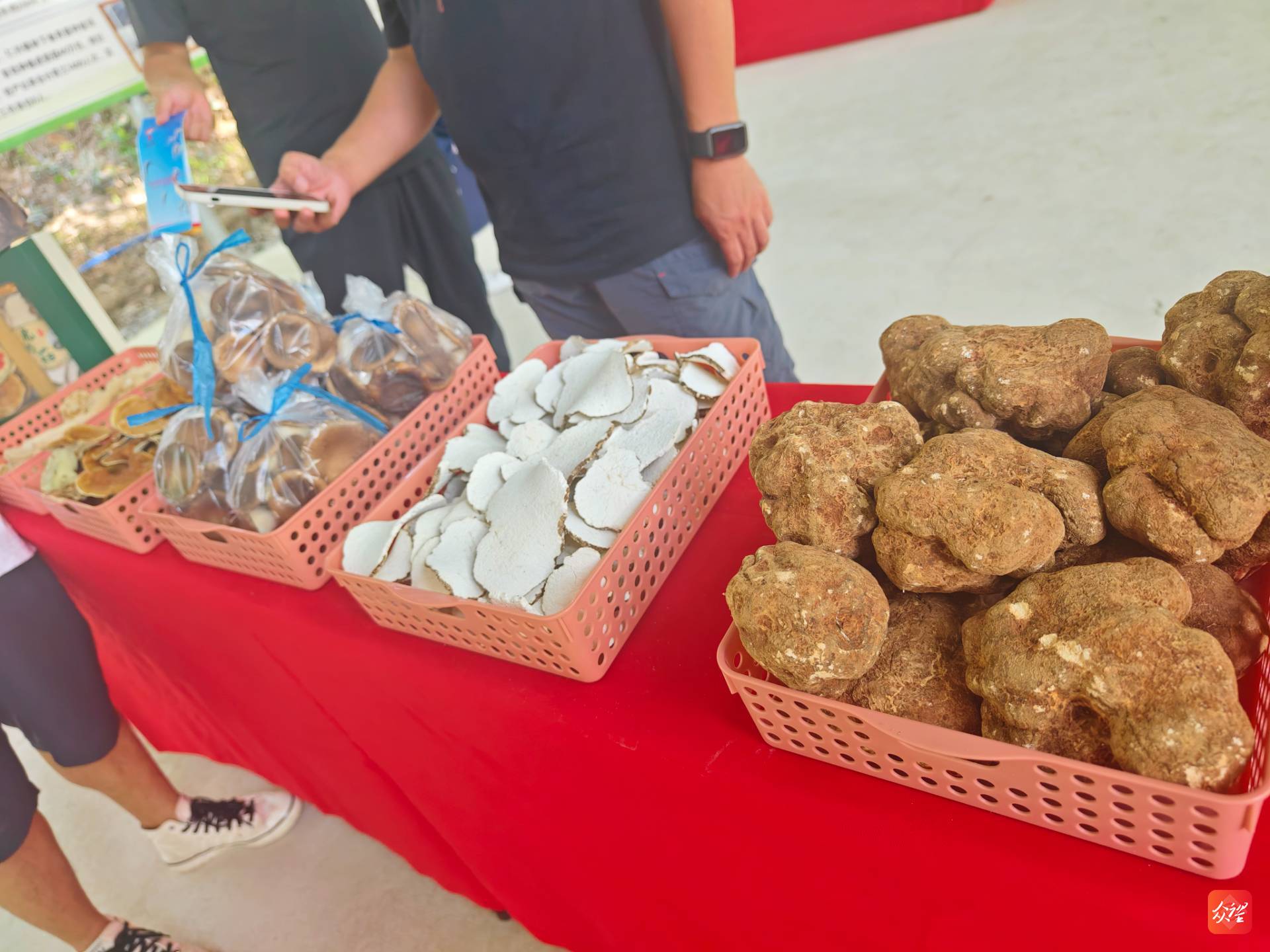 海南澄迈：橡胶林下种蘑菇 让群众“家门口”实现就业2