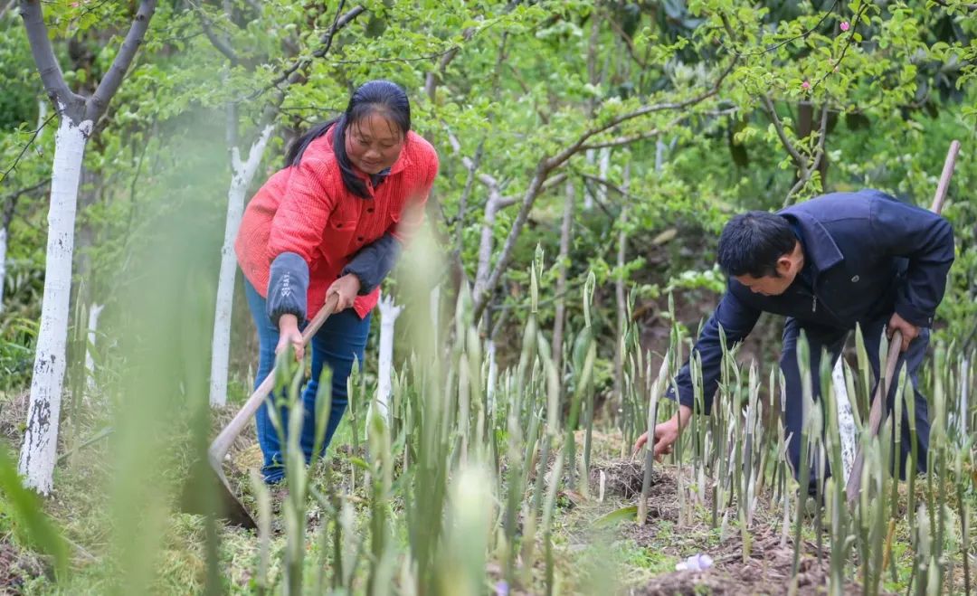 中药价格“狂飙”为哪般3