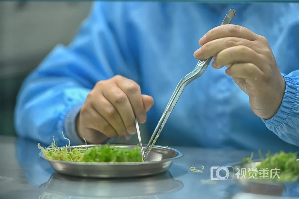 中药价格“狂飙”为哪般5