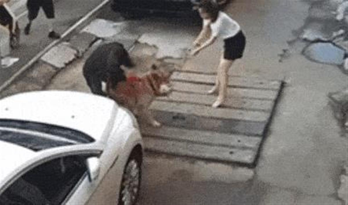 女子抱宠物犬被金毛扑倒咬伤,当事双方已和解,网友:遛狗必须牵绳2